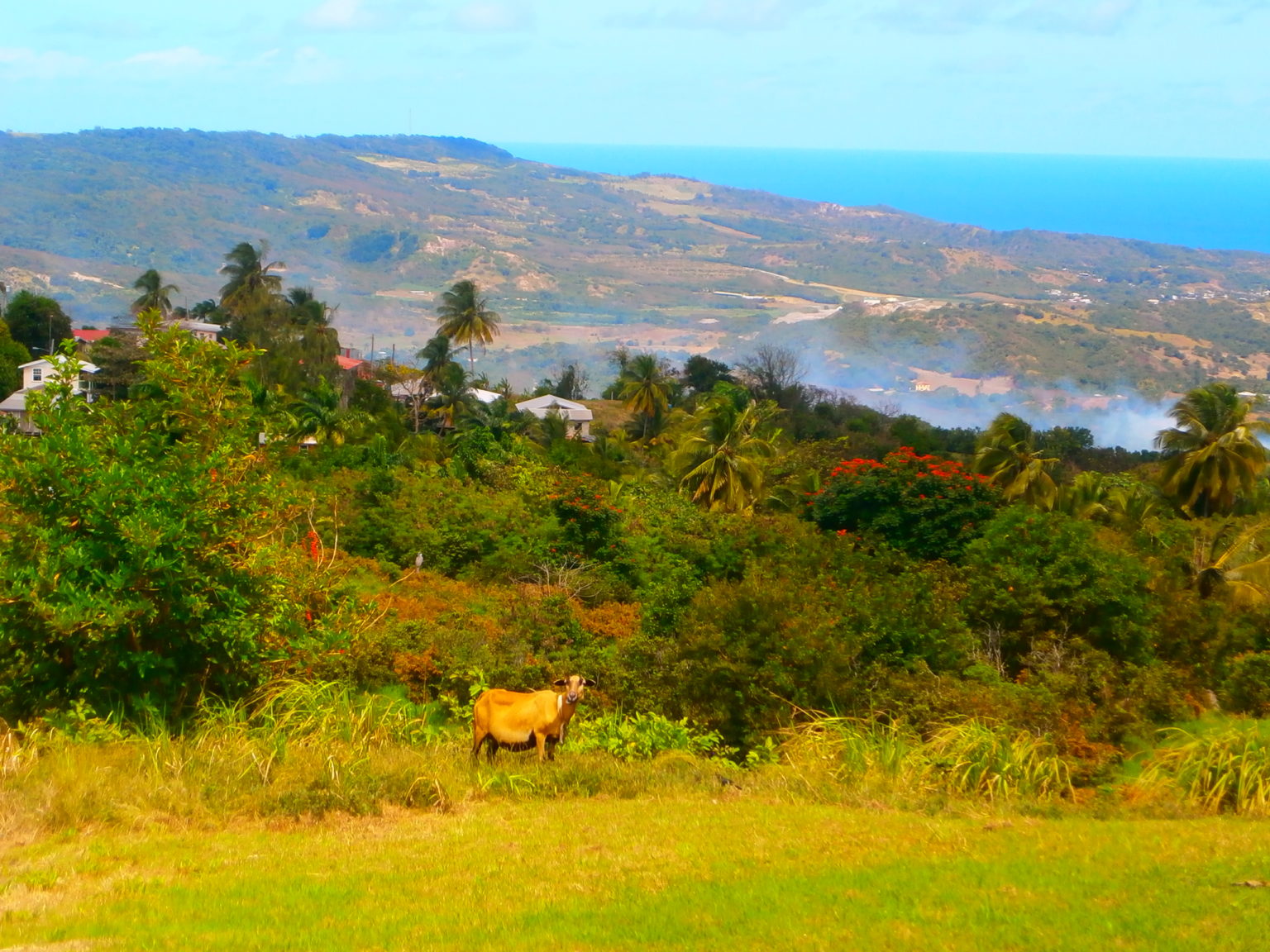 Explore the Caribbean Diamond scenic Barbados MY WORLD FOSS